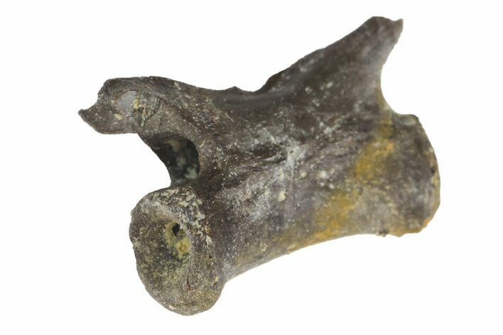 Permian Reptile Caudal Vertebra Fossil - Oklahoma #164822